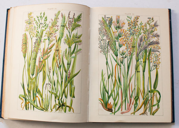 Antique Botanical Book 'Our Country's Flowers' by W. J. Gordon, 1910