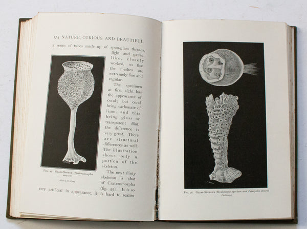 Antique Natural History Book 'Nature Curious & Beautiful' by Richard Kerr, 1903