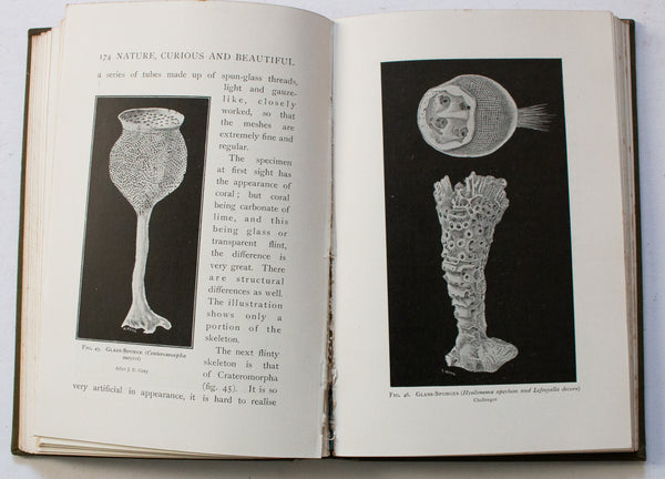 Antique Natural History Book 'Nature Curious & Beautiful' by Richard Kerr, 1903