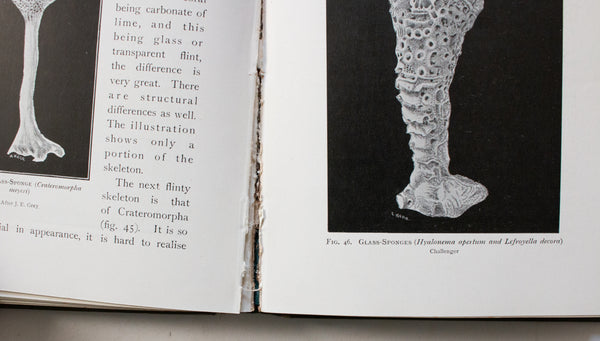 Antique Natural History Book 'Nature Curious & Beautiful' by Richard Kerr, 1903