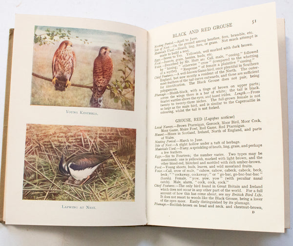 Antique Natural History Book 'British Nesting Birds' by W. Percival Westell