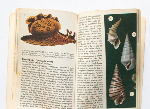 Vintage Natural History Book 'Seashells' by S. Peter Dance, 1971