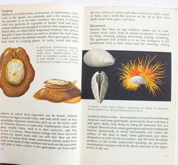 Vintage Natural History Book 'Seashells' by S. Peter Dance, 1971