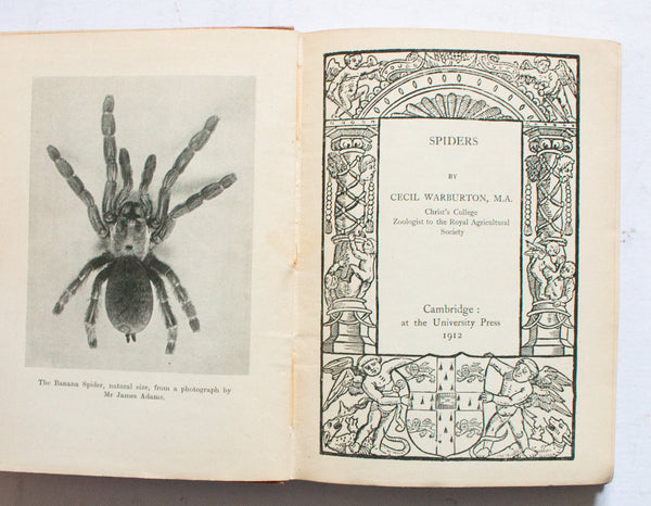Antique Natural History Book 'Spiders' by C. Warburton 1912