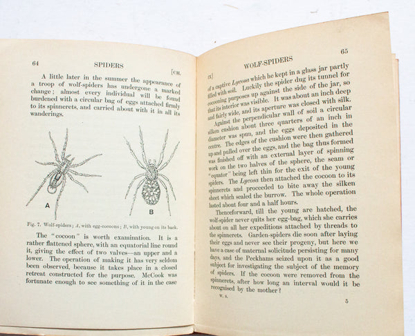Antique Natural History Book 'Spiders' by C. Warburton 1912