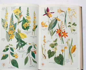 Botanical Book 'The Pocket Guide to Wild Flowers' by David McClintock, R. S. R. Fitter and Francis Rose, 1958
