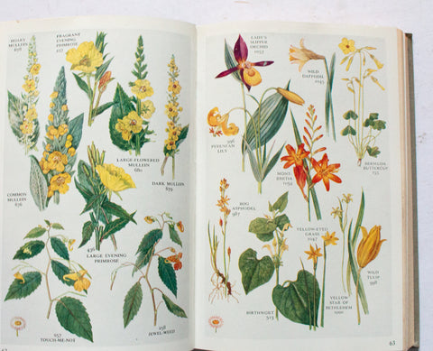 Botanical Book 'The Pocket Guide to Wild Flowers' by David McClintock, R. S. R. Fitter and Francis Rose, 1958