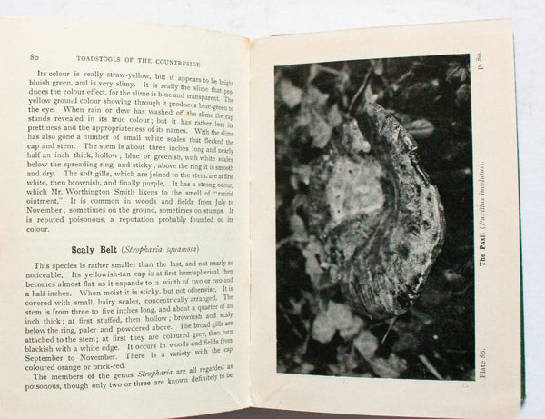 Antique Natural History Book 'Toadstools and Mushrooms of the Countryside' by Edward Step