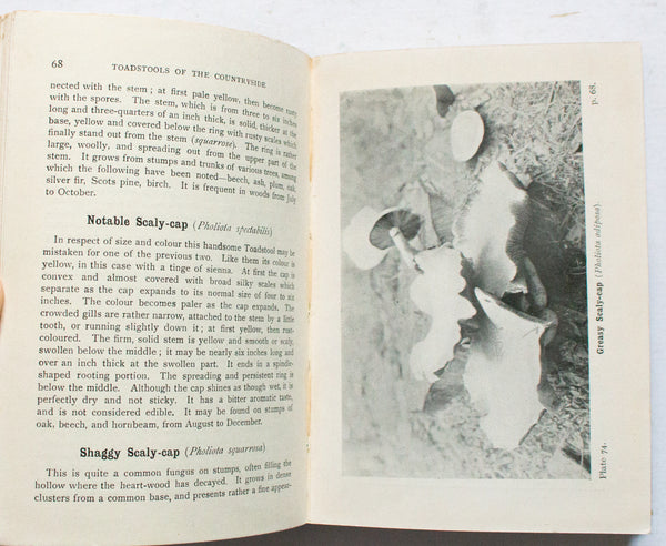 Antique Natural History Book 'Toadstools and Mushrooms of the Countryside' by Edward Step