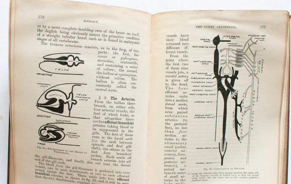 Antique Natural History Book 'Text-Book of Zoology' by H. G. Wells and A. M. Davies, 1898