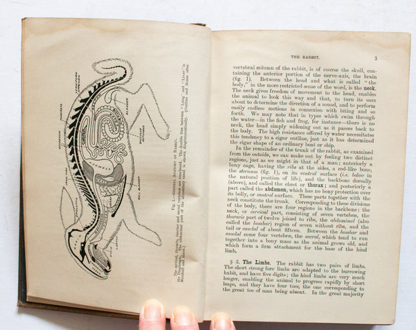 Antique Natural History Book 'Text-Book of Zoology' by H. G. Wells and A. M. Davies, 1898