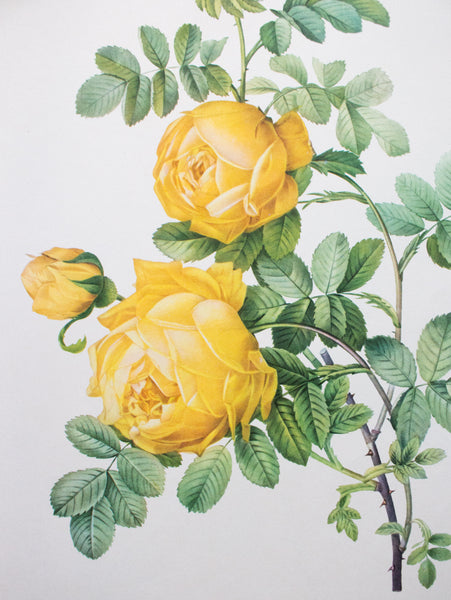 Botanical Print 'Rosa sulfurea' Pierre_Joseph Redoute