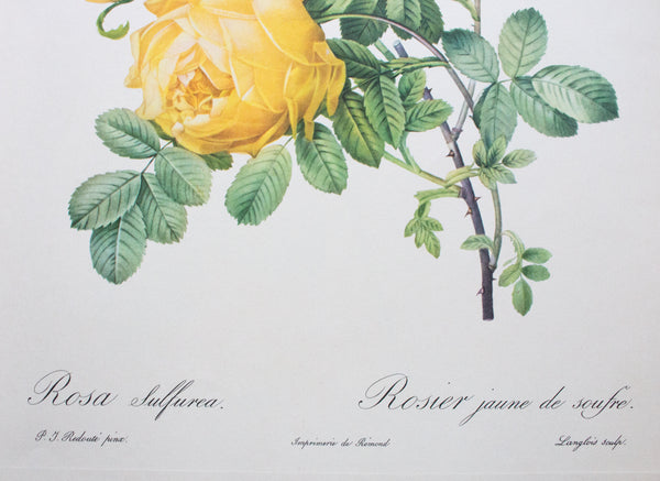 Botanical Print 'Rosa sulfurea' Pierre_Joseph Redoute