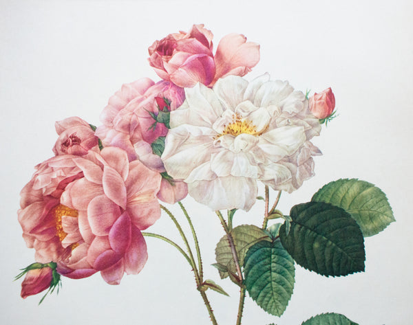Botanical Print 'Rosa Damascena Celsiana' Pierre_Joseph Redoute
