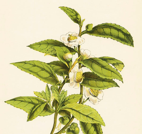 Antique Botanical Colour Print 'Tea (Thea sinensis)', Vintage Botanical Print, Botanical Art, Horticulture Print