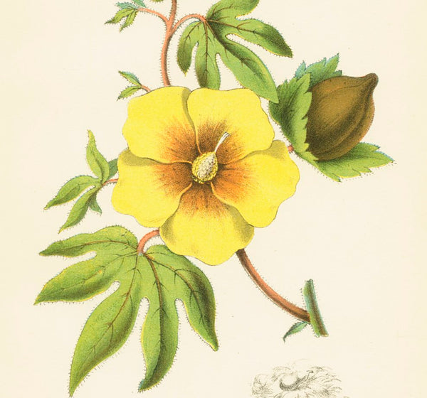 Antique Botanical Colour Print 'Cotton Plant', Vintage Botanical Print, Botanical Art, Horticulture Print