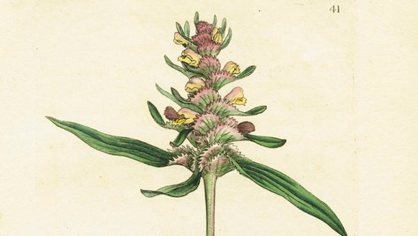 Antique Botanical Print 'Crested Cow-wheat (Melampyrum cristatum)', James Sowerby 1791