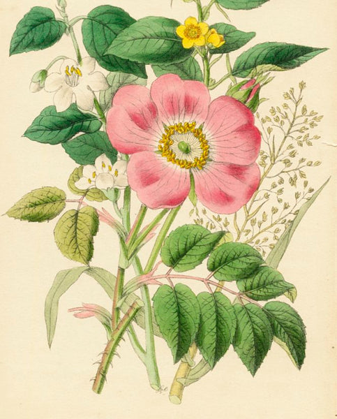 Antique Botanical Hand Coloured Print 'Flowers from the Holy Land' 1851