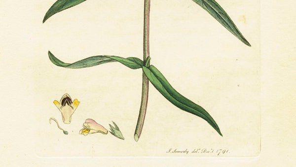 Antique Botanical Print 'Crested Cow-wheat (Melampyrum cristatum)', James Sowerby 1791