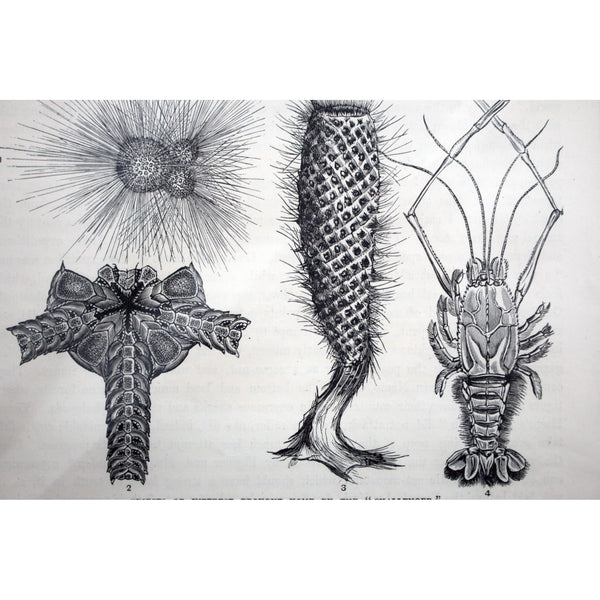 Natural History Print 'Objects of Interest brought home by the Challenger' c. 1880