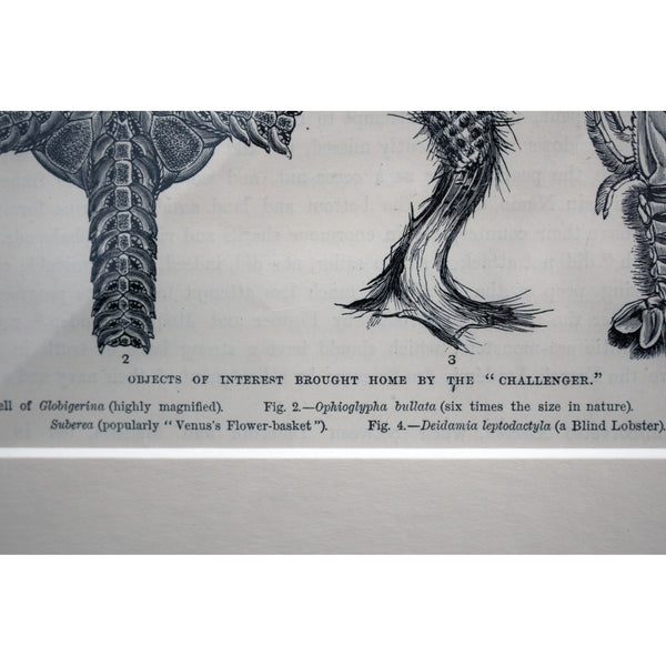 Natural History Print 'Objects of Interest brought home by the Challenger' c. 1880
