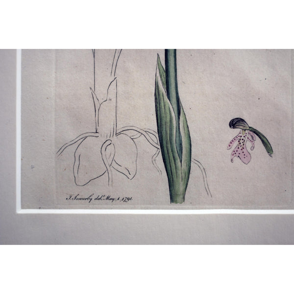 Aromatic Orchis 'Orchis conopsea' 1791