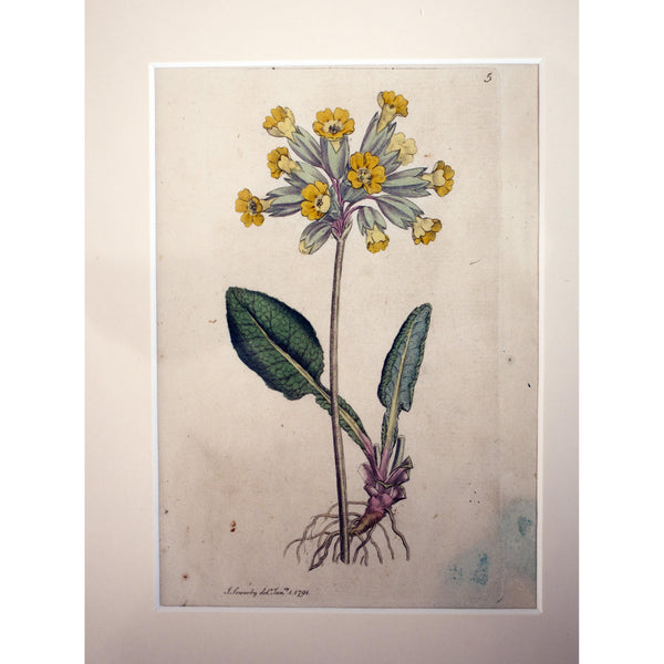 Common Cowslip (Primula veris) Botanical Print 1791