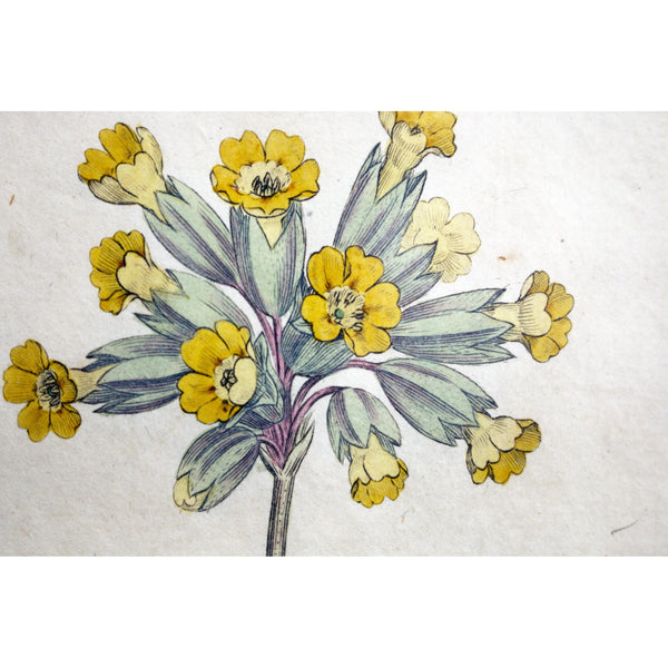 Common Cowslip (Primula veris) Botanical Print 1791