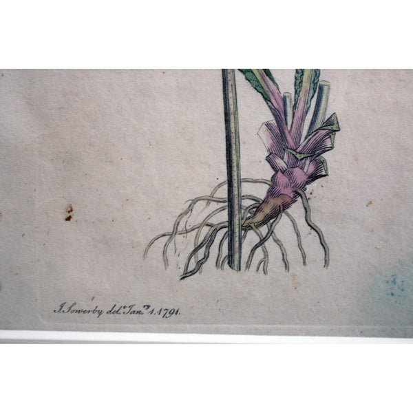 Common Cowslip (Primula veris) Botanical Print 1791