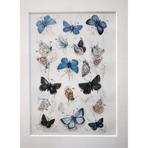 Natural History Lithographic Colour Print of Butterflies, 3/10