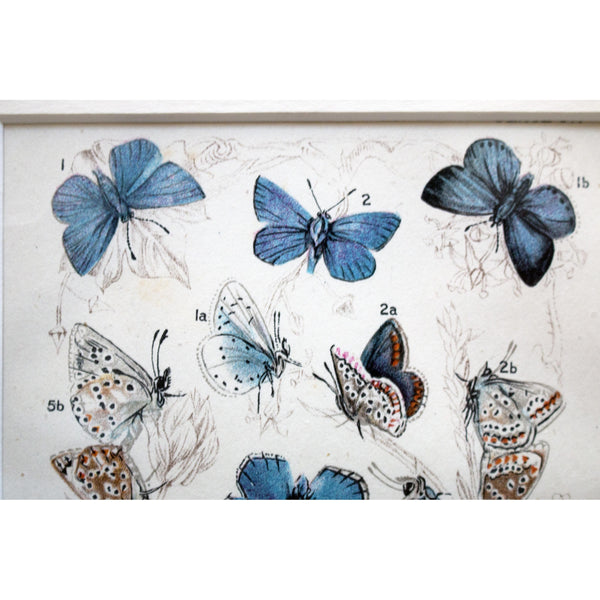 Natural History Lithographic Colour Print of Butterflies, 3/10