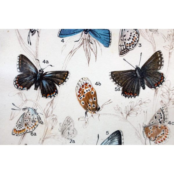 Natural History Lithographic Colour Print of Butterflies, 3/10