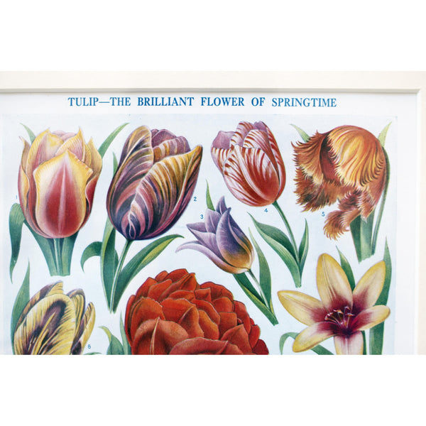 Botanical Illustration, 'Tulip', 1928