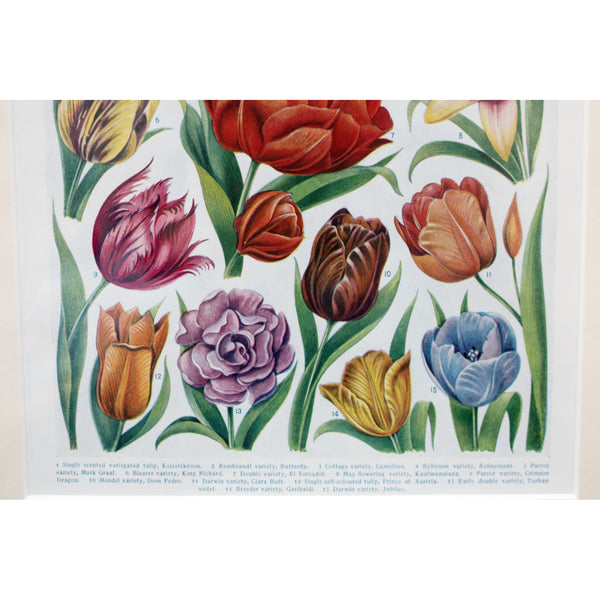 Botanical Illustration, 'Tulip', 1928