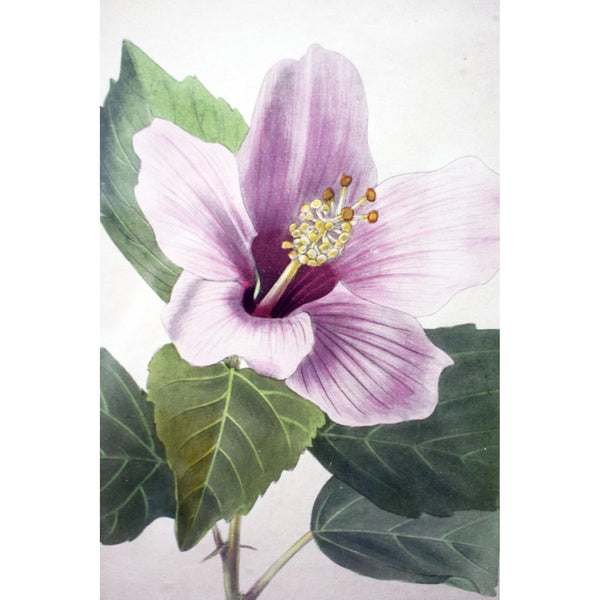 Botanical Cabinet Print 'Hibiscus Liliiflorus' 1827