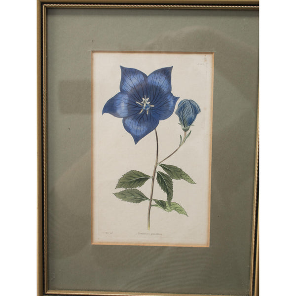 Botanical Cabinet Print 'Campunula grandifllora'