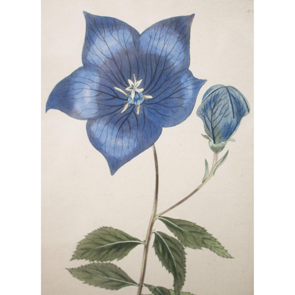 Botanical Cabinet Print 'Campunula grandifllora'