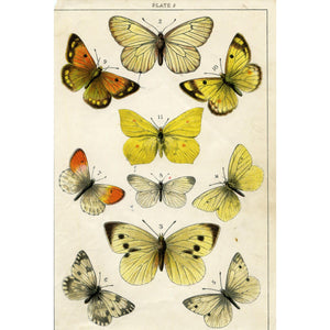 Vintage Butterfly Print, Vintage Entomology Print, Natural History Print, Insect Illustrations and Prints