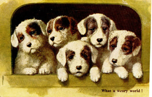 J. Salmon Ltd. Vintage Puppy Dog Postcard 'What a weary world!'
