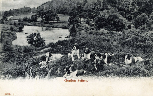 Vintage Hartmann Dog Postcard 'Gordon Setters'