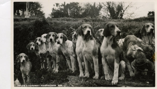 Real Photograph Blackmore Series Minehead Dog Postcard 'Devon & Somerset Staghounds''