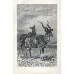 Natural History Print 'Male and Female Kudu'