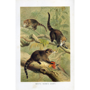 Natural History Print White-Nosed Coati'
