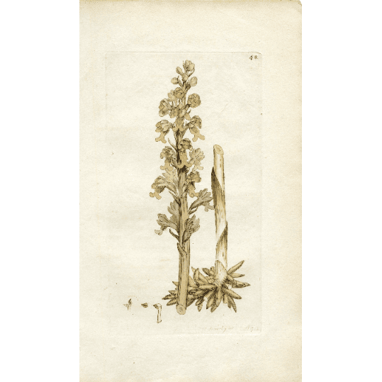 Antique Botanical Print 'Yellow Bird's-nest' (Monotropa hypopithys), Botanical Art, Orchid Print, Vintage Flower Print