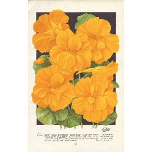 Vintage Botanical Print 'New Semi-Double Scented Nasturtium', Vintage Garden, Horticulture Print, Botanical Art