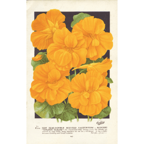 Vintage Botanical Print 'New Semi-Double Scented Nasturtium', Vintage Garden, Horticulture Print, Botanical Art