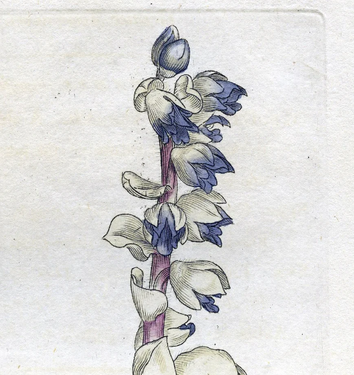 Antique Botanical Print Greater Toothwort (Lathraea squamaria), Vintage Botanical Print, Antique Engraving, Copperplate Engraving